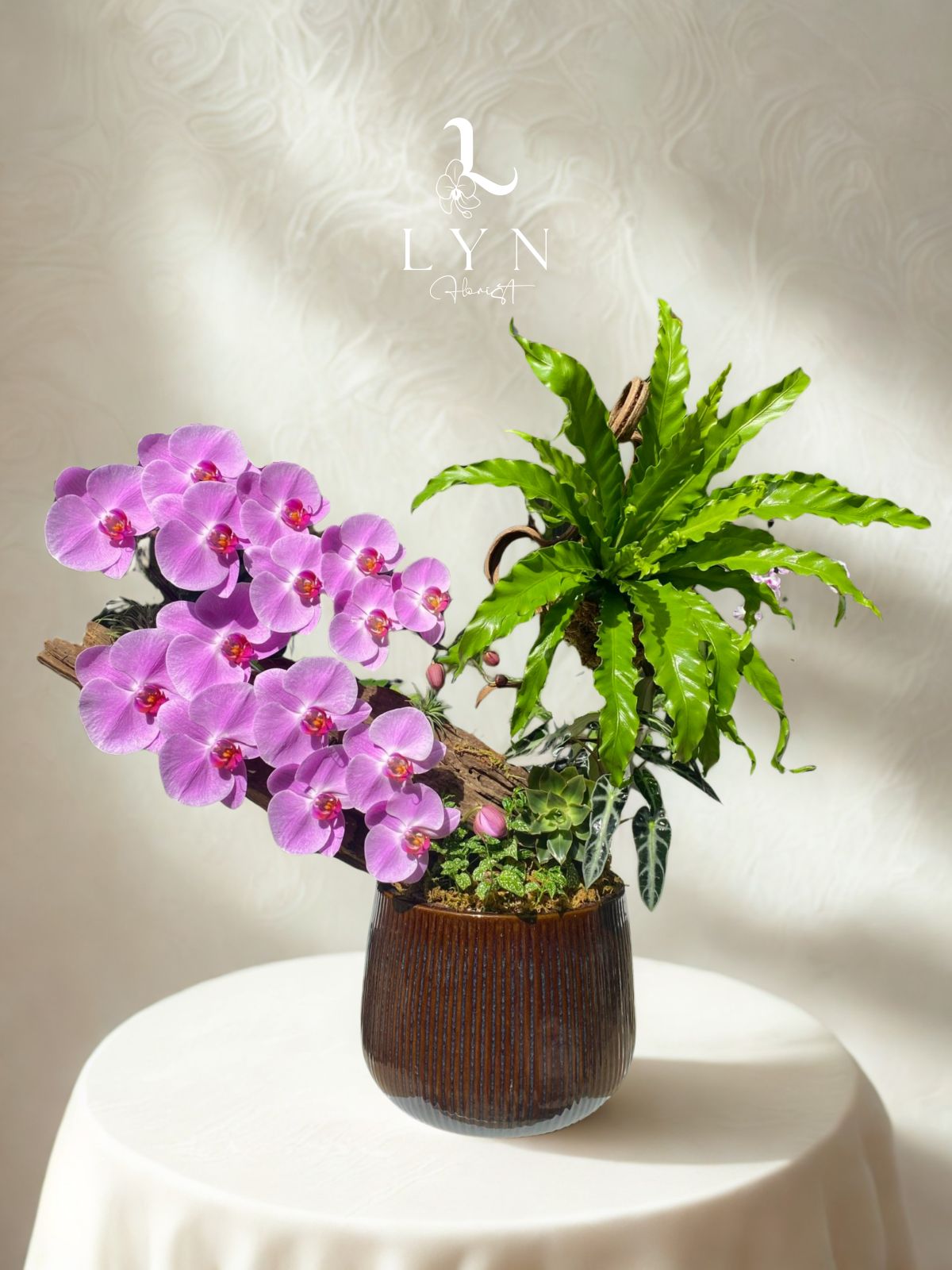 Chậu Hoa Lan Hồng 243 Phối Lũa VIP